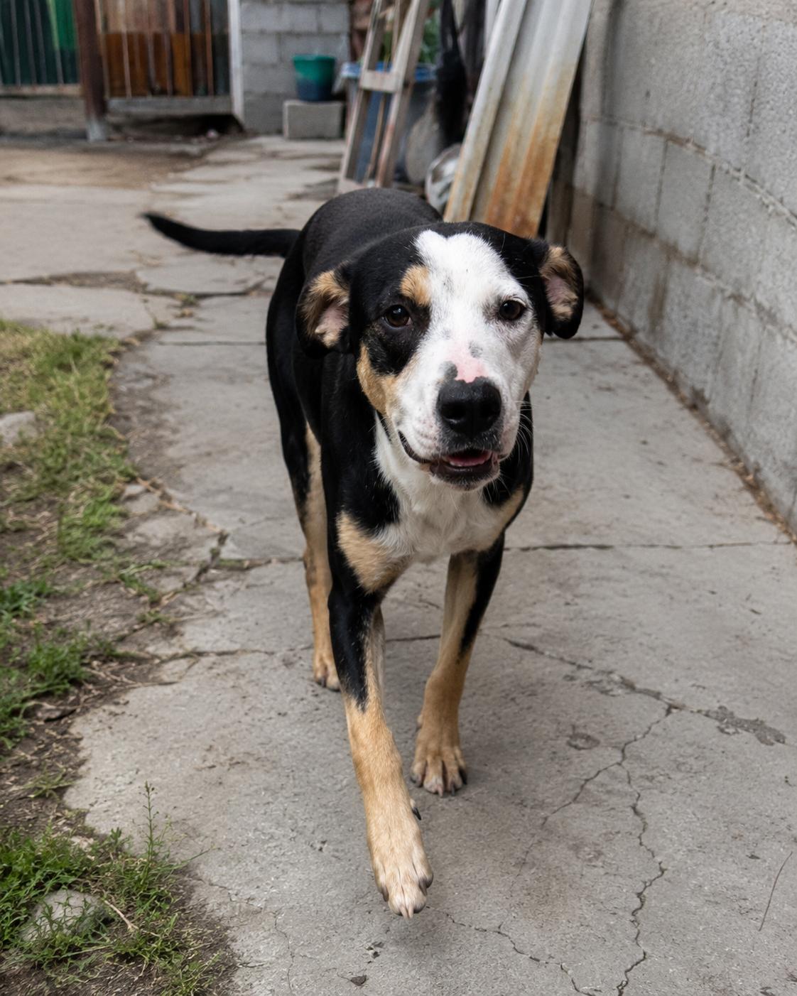 Enlarge Bolt, a ADOPTABLE mixed breed in Encinitas, CA image 3/6