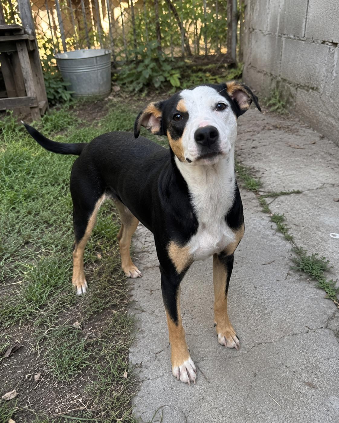 Enlarge Bolt, a ADOPTABLE mixed breed in Encinitas, CA image 4/6