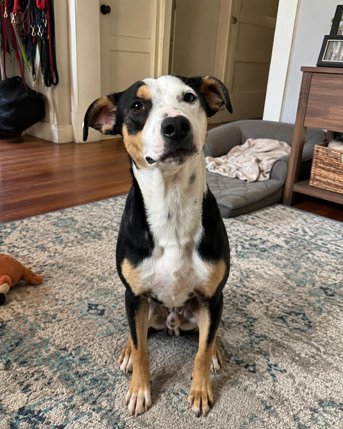 Enlarge Bolt, a ADOPTABLE mixed breed in Encinitas, CA image 2/6