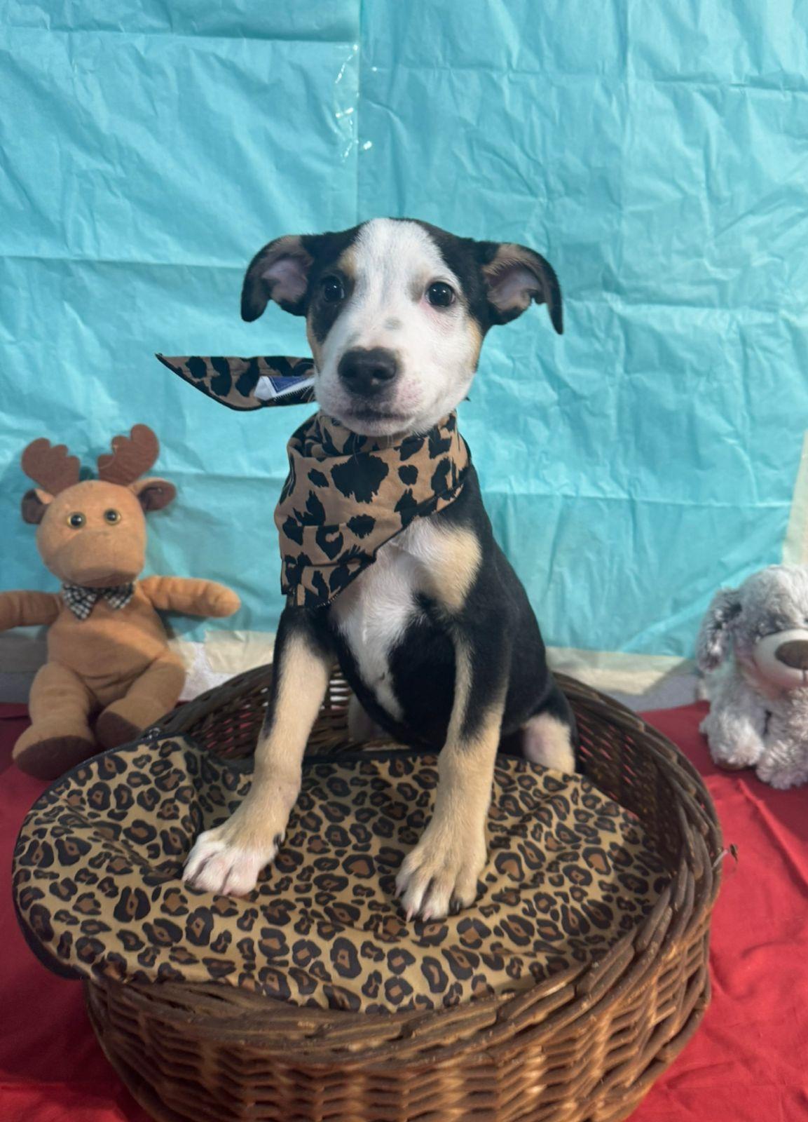 Bolt, ADOPTABLE, Puppy Male Hound & Terrier.