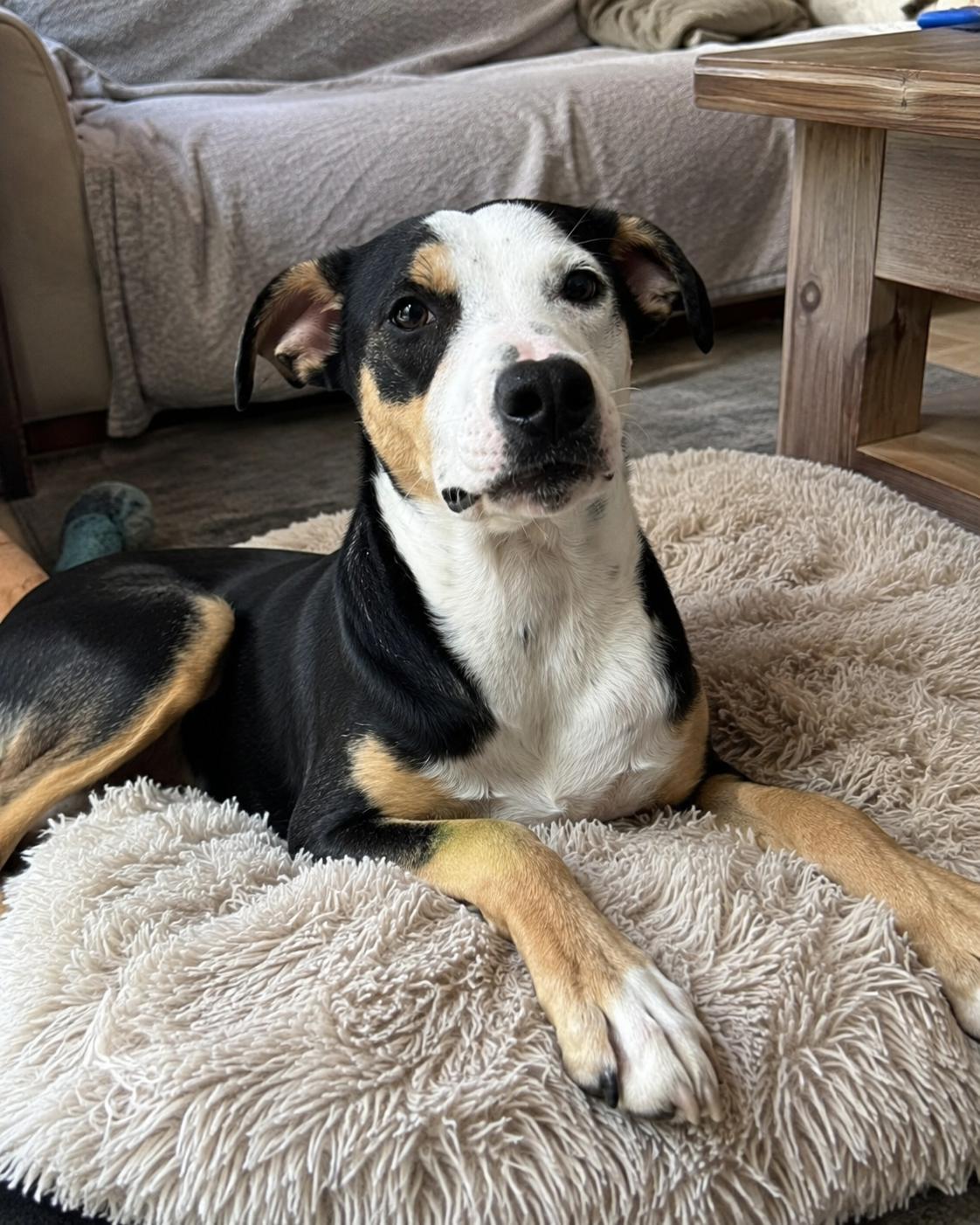 Enlarge Bolt, a ADOPTABLE mixed breed in Encinitas, CA image 5/6