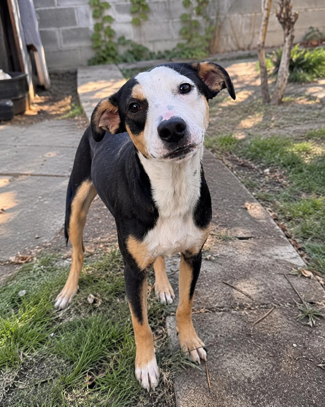 Enlarge Bolt, a ADOPTABLE mixed breed in Encinitas, CA image 1/6