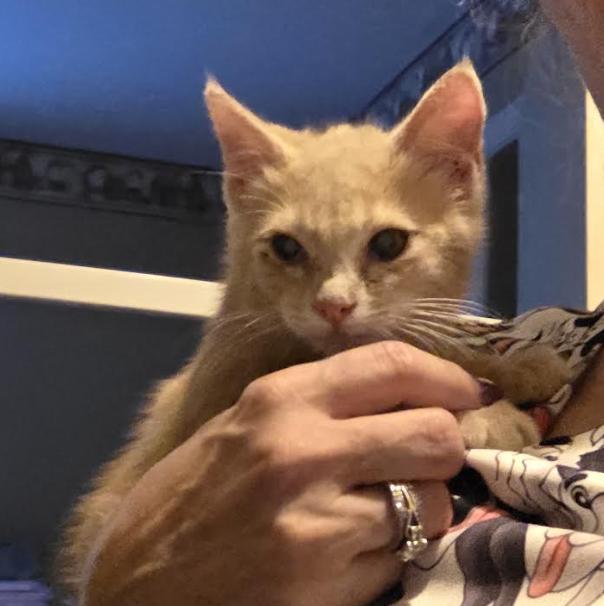 Enlarge Bam Bam , a ADOPTABLE Domestic Short Hair in Cincinnati, OH image 4/5