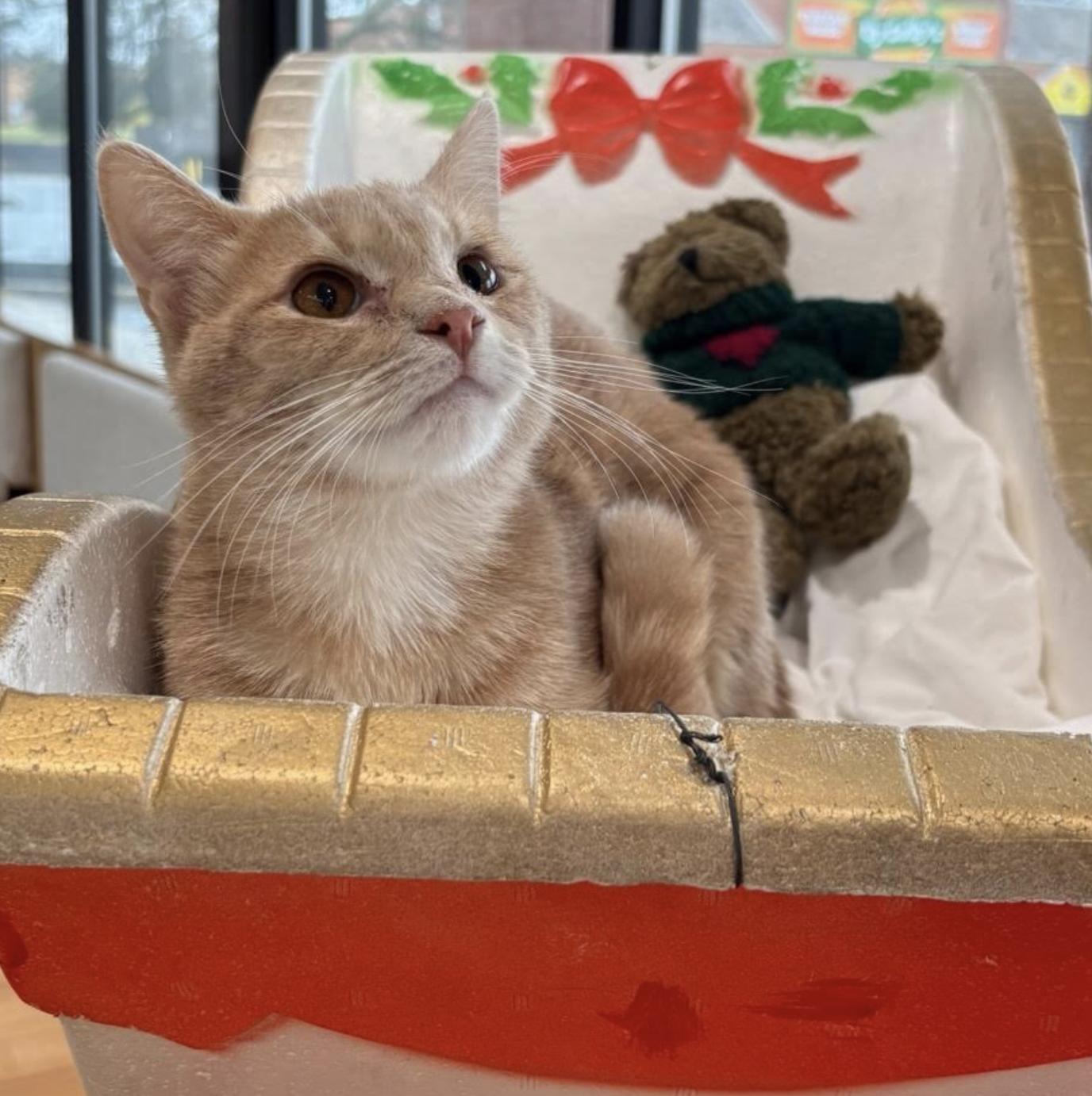 Enlarge Bam Bam , a ADOPTABLE Domestic Short Hair in Cincinnati, OH image 1/5