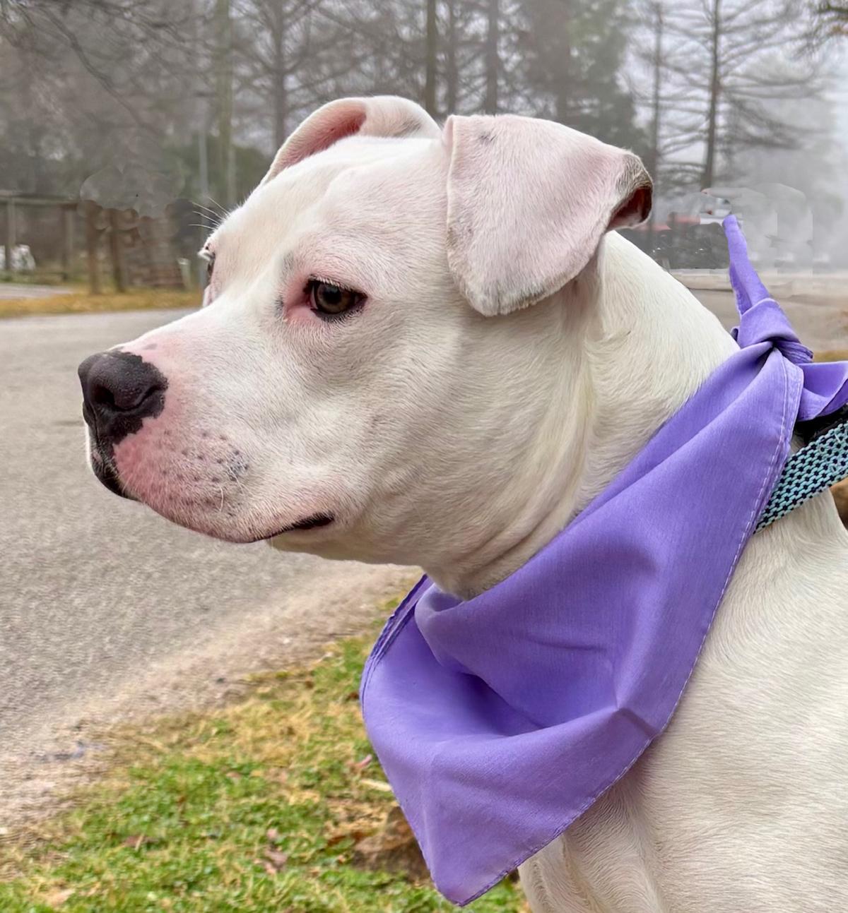 Enlarge Playful PINKY - Very Cute & Loveable Deaf Girl, a Adoptable mixed breed in Brattleboro, VT image 6/6