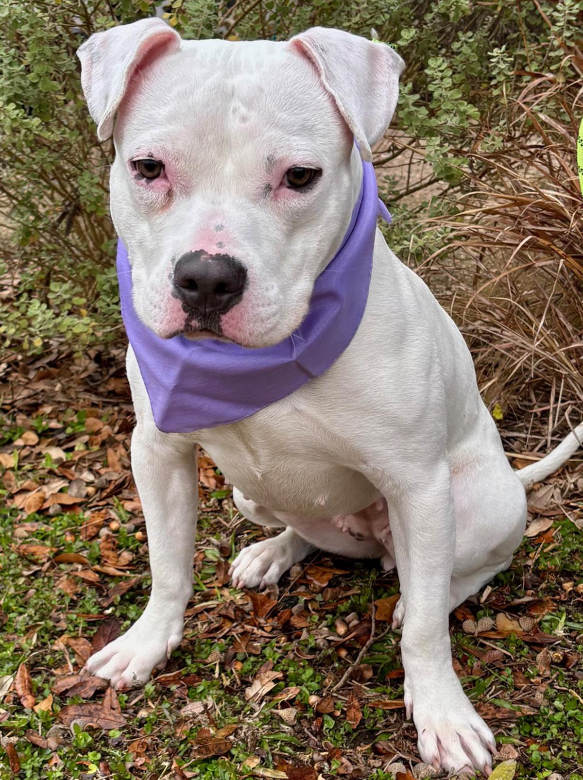 Enlarge Playful PINKY - Very Cute & Loveable Deaf Girl, a Adoptable mixed breed in Brattleboro, VT image 3/6