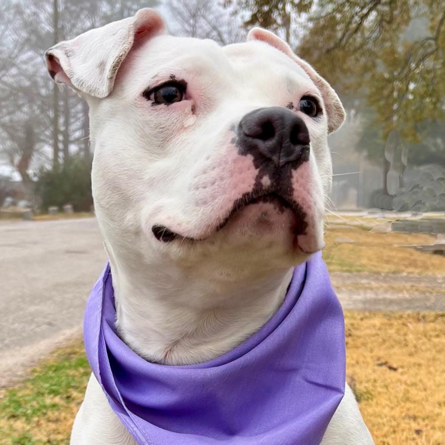 Enlarge Playful PINKY - Very Cute & Loveable Deaf Girl, a Adoptable mixed breed in Brattleboro, VT image 1/6