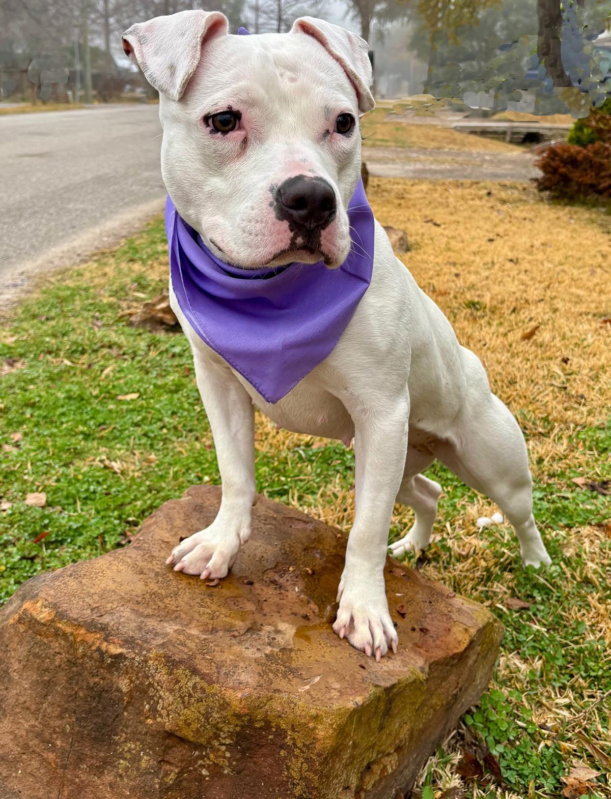 Enlarge Playful PINKY - Very Cute & Loveable Deaf Girl, a Adoptable mixed breed in Brattleboro, VT image 2/6
