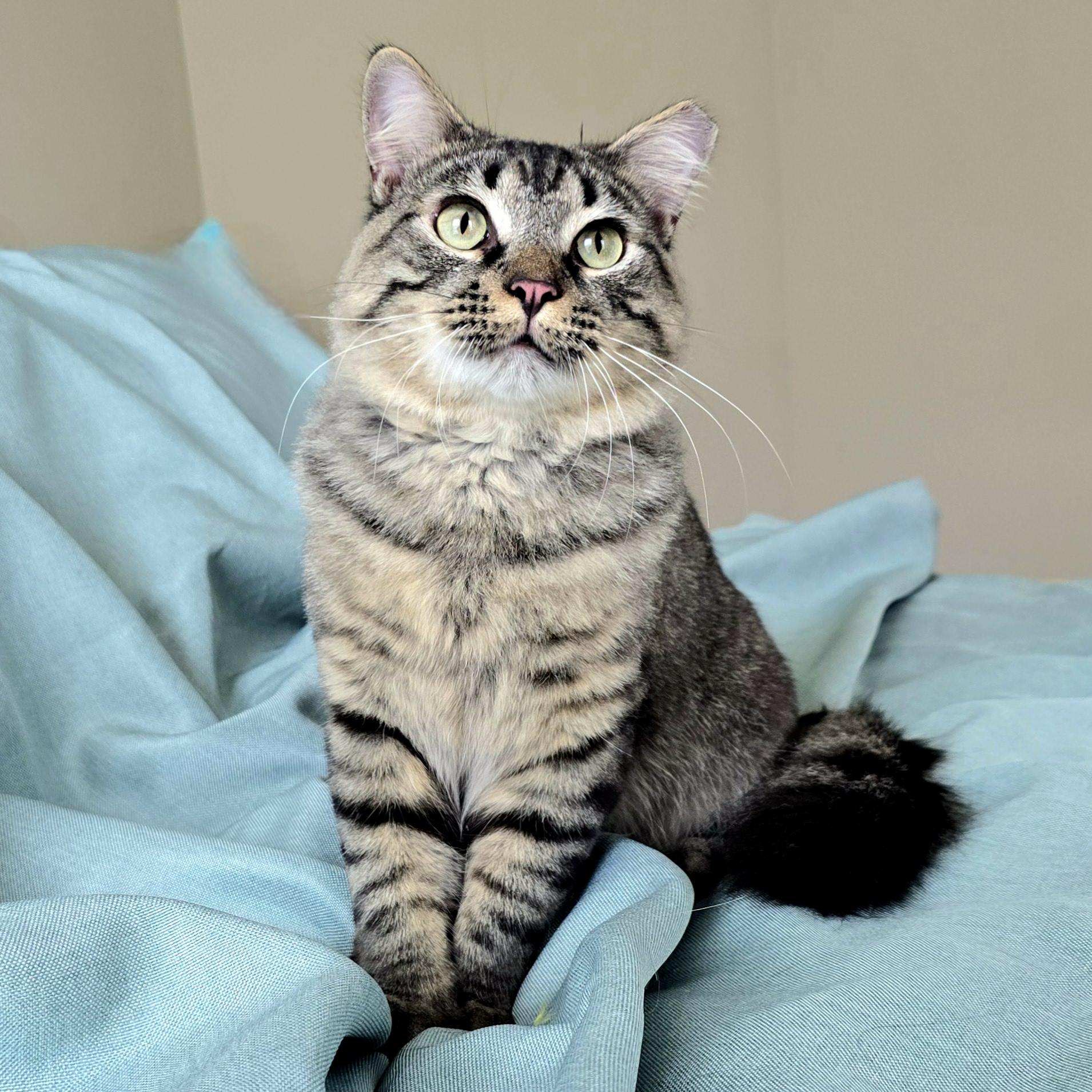 Enlarge Rumi , an adoption pending Tabby in Charlotte, NC image 1/2