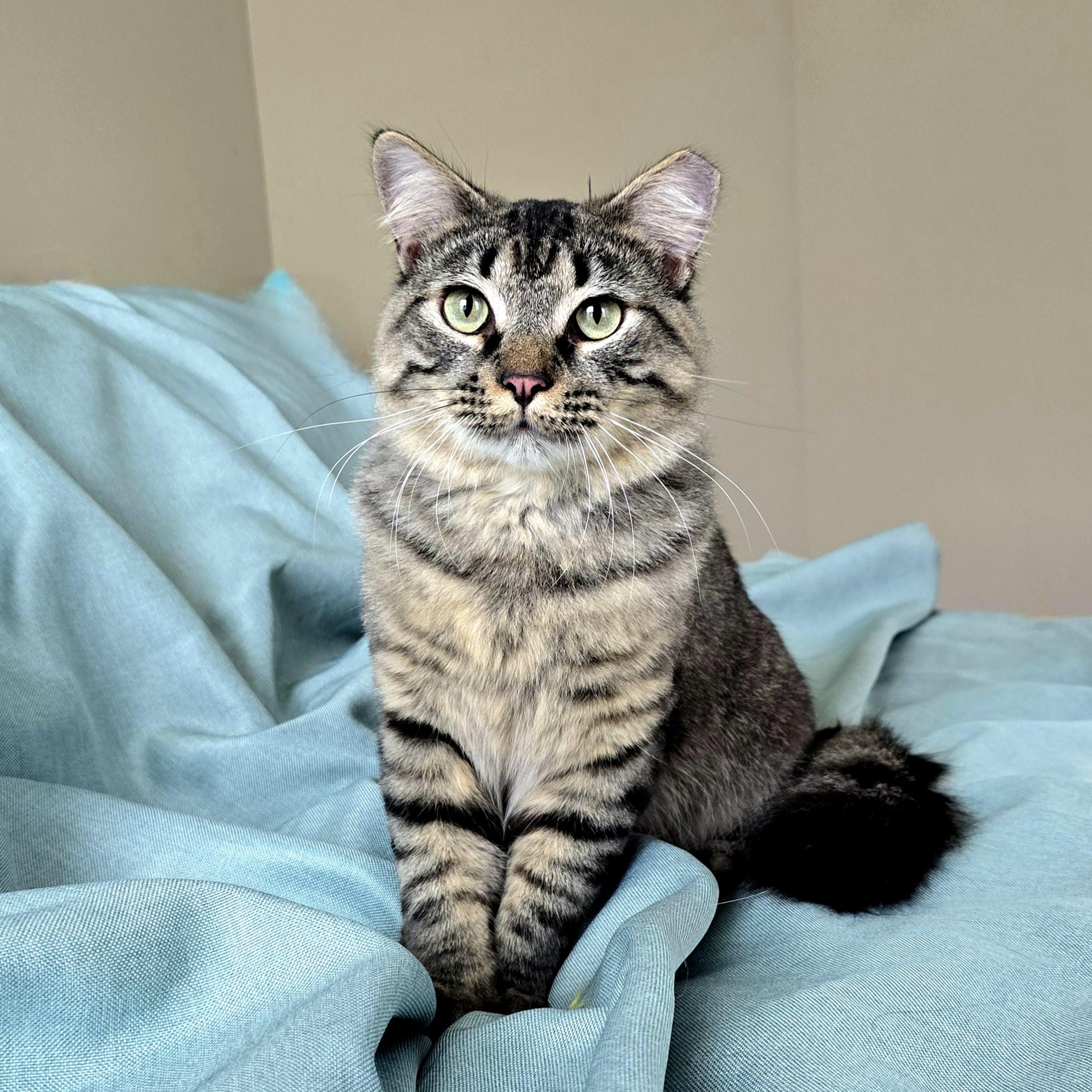 Enlarge Rumi , an adoption pending Tabby in Charlotte, NC image 2/2