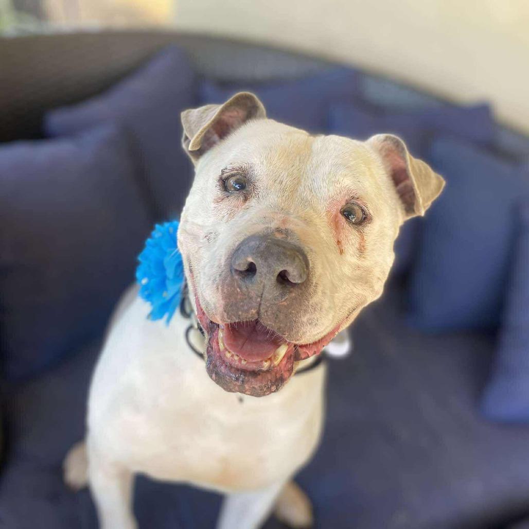 Iris — thumbnail 2