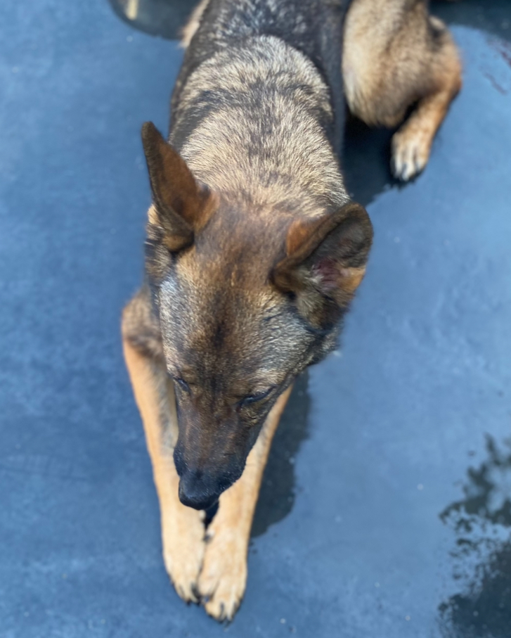 Bunny, a Adoptable German Shepherd Dog image 3/3