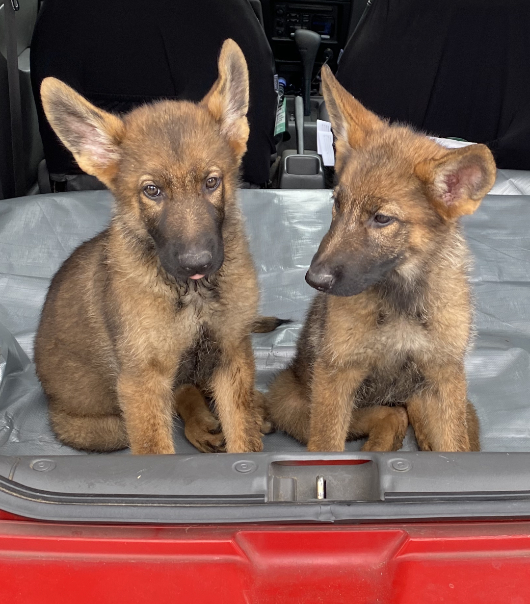 Bunny, Adoptable, Adult Female German Shepherd Dog.