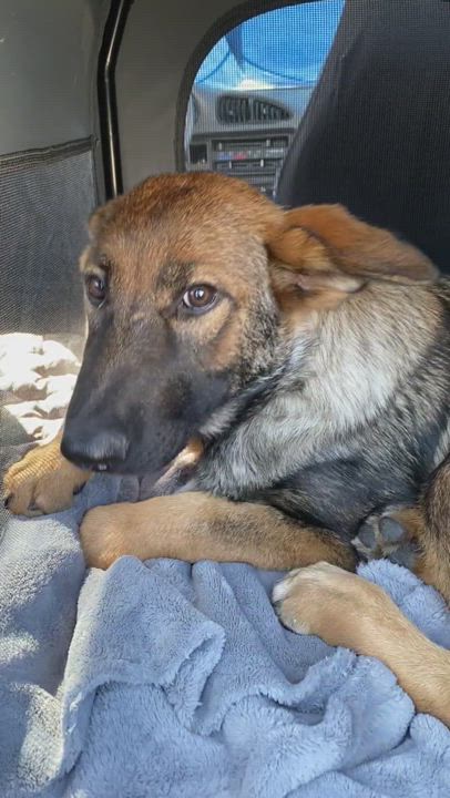 Enlarge Bunny, a Adoptable German Shepherd Dog video 2/3