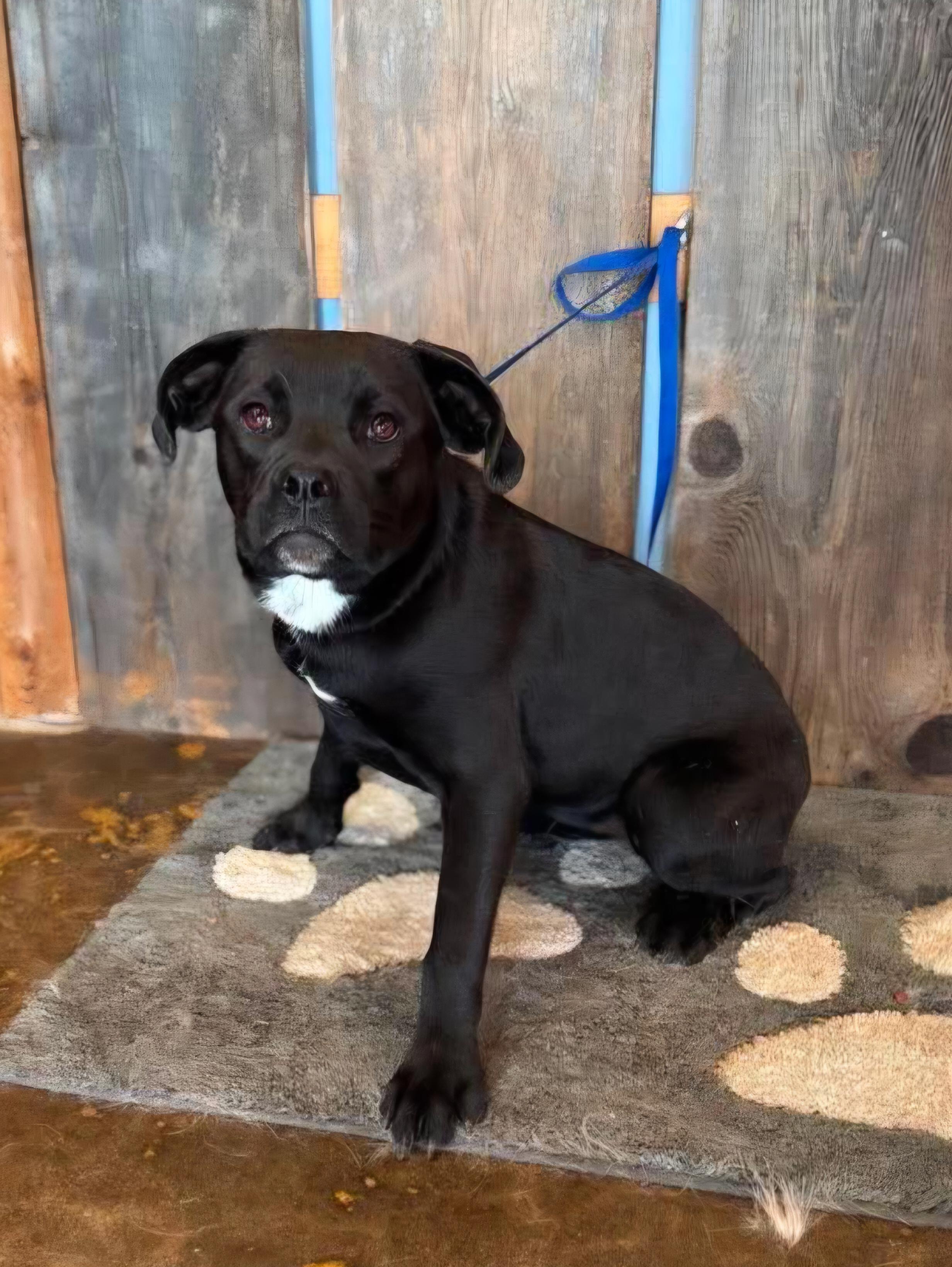 WILLOW 425, an adoptable mixed breed in Milwaukee, WI image 5/5