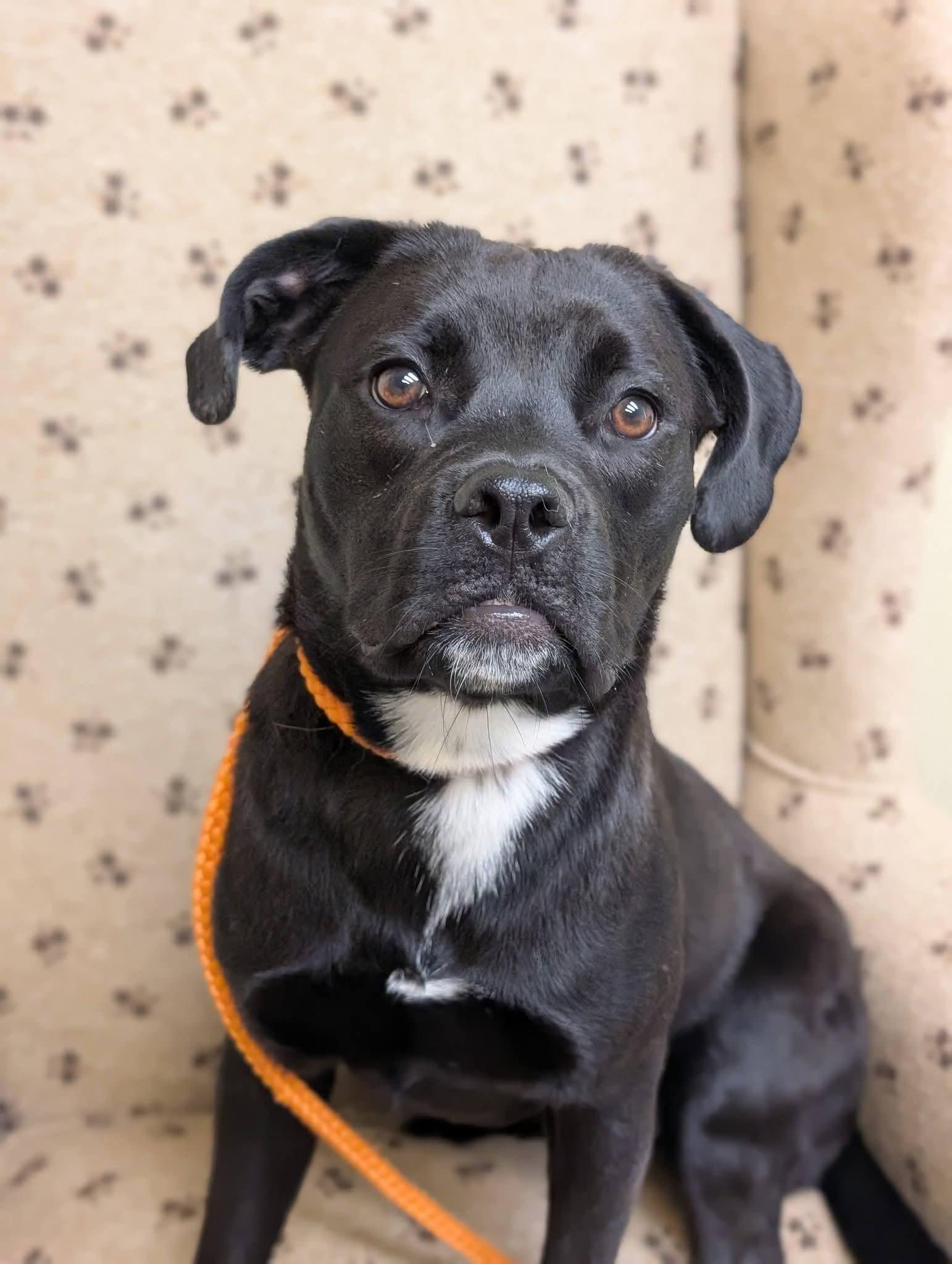 Enlarge WILLOW 425, a Adoptable mixed breed in Milwaukee, WI image 5/6