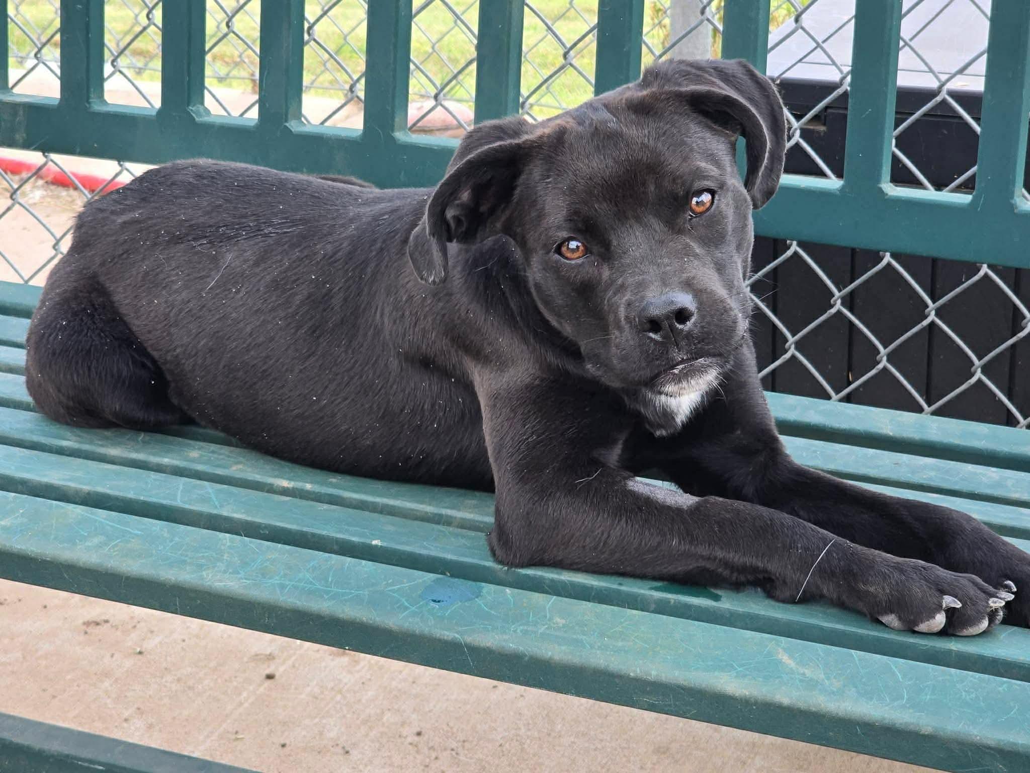 WILLOW 425, an adoptable mixed breed in Milwaukee, WI image 3/5