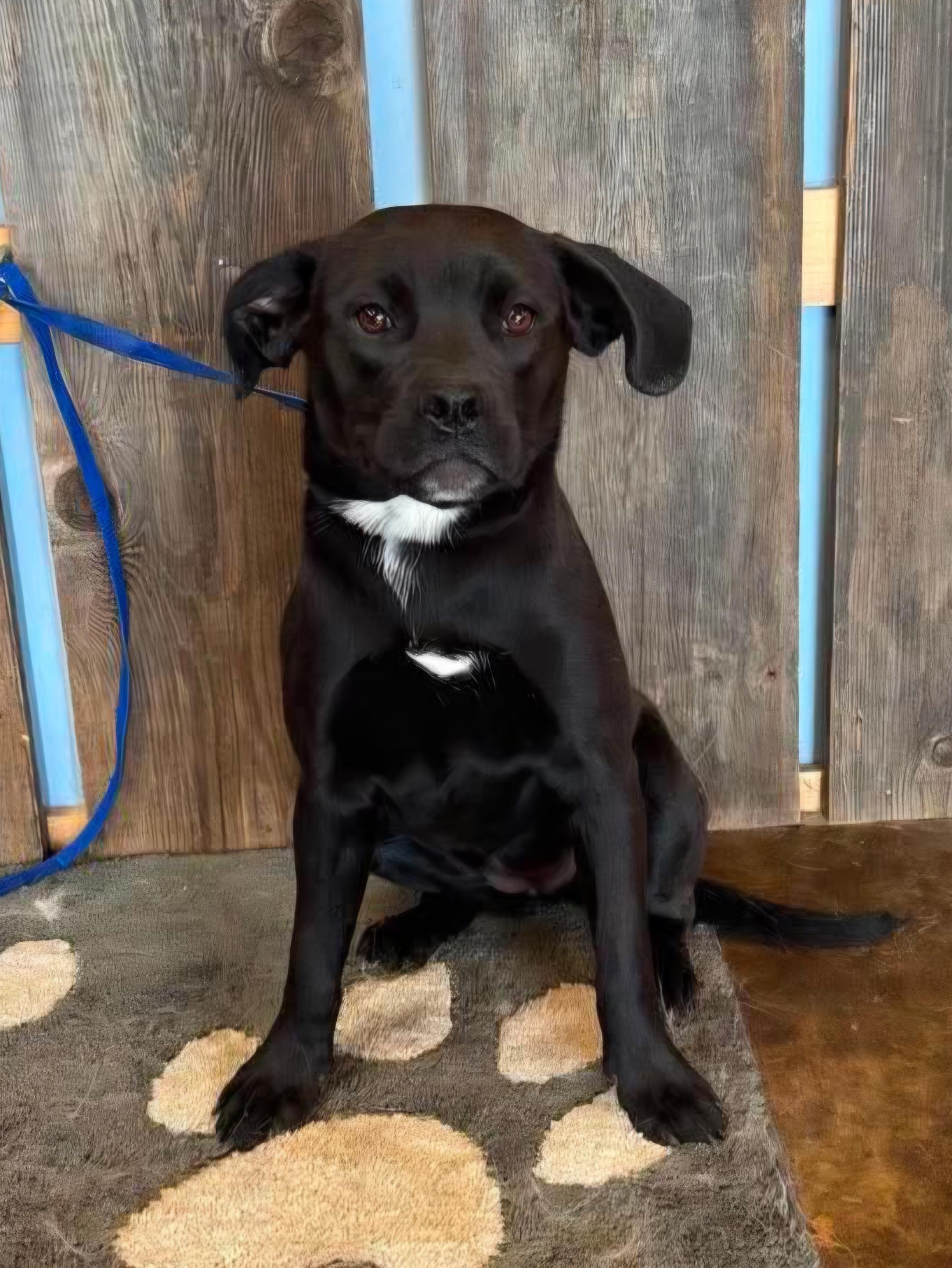 WILLOW 425, adoptable, Young Female Boston Terrier.