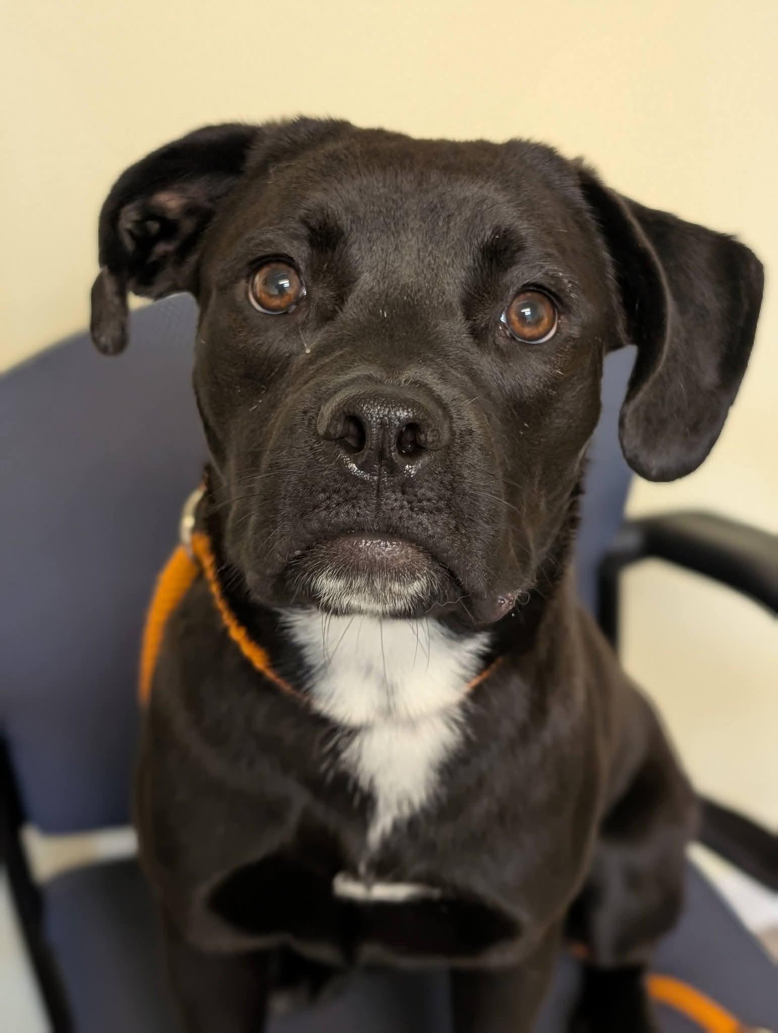 Enlarge WILLOW 425, a Adoptable mixed breed in Milwaukee, WI image 3/6
