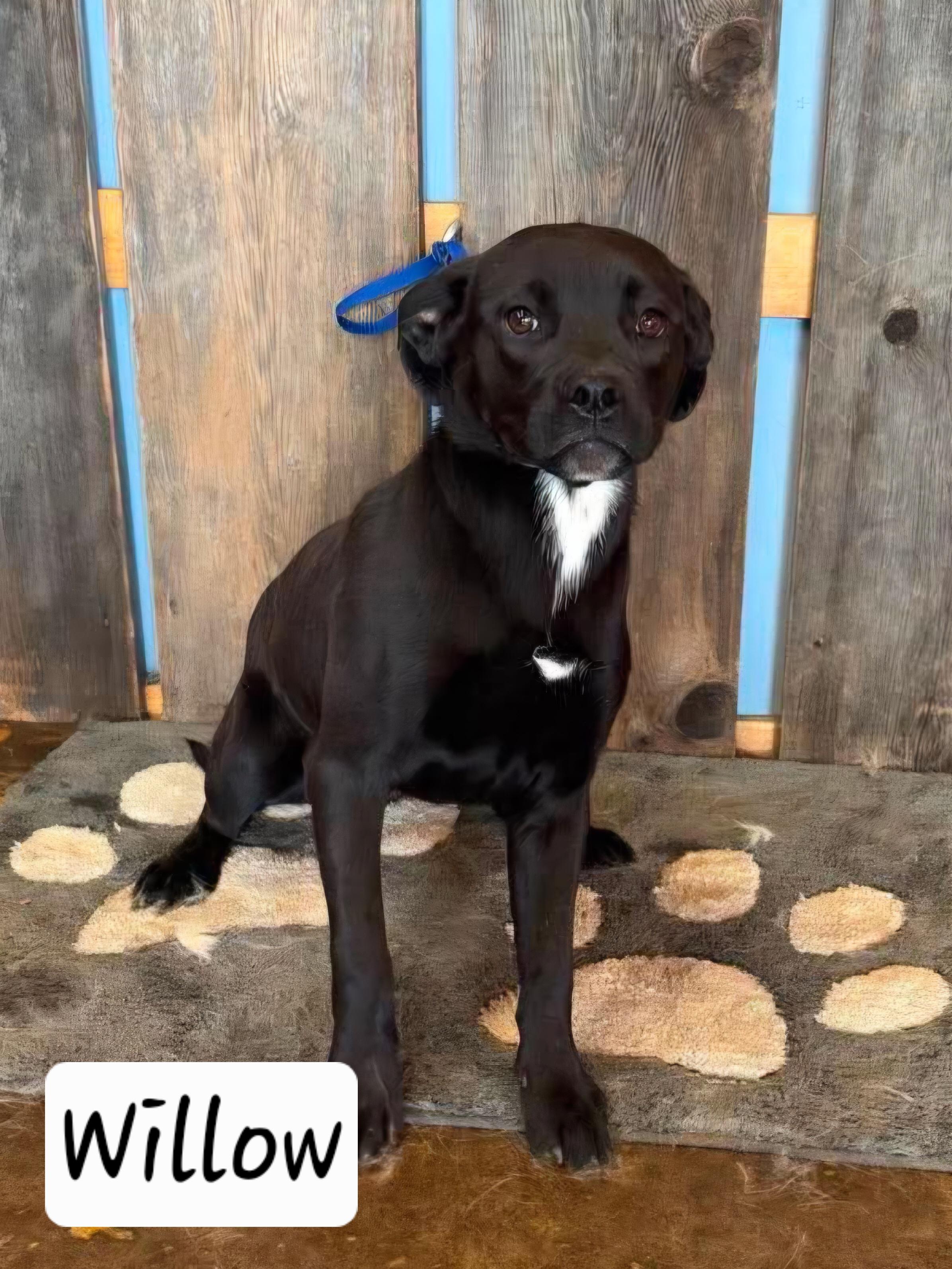 WILLOW 425, an adoptable mixed breed in Milwaukee, WI image 4/5