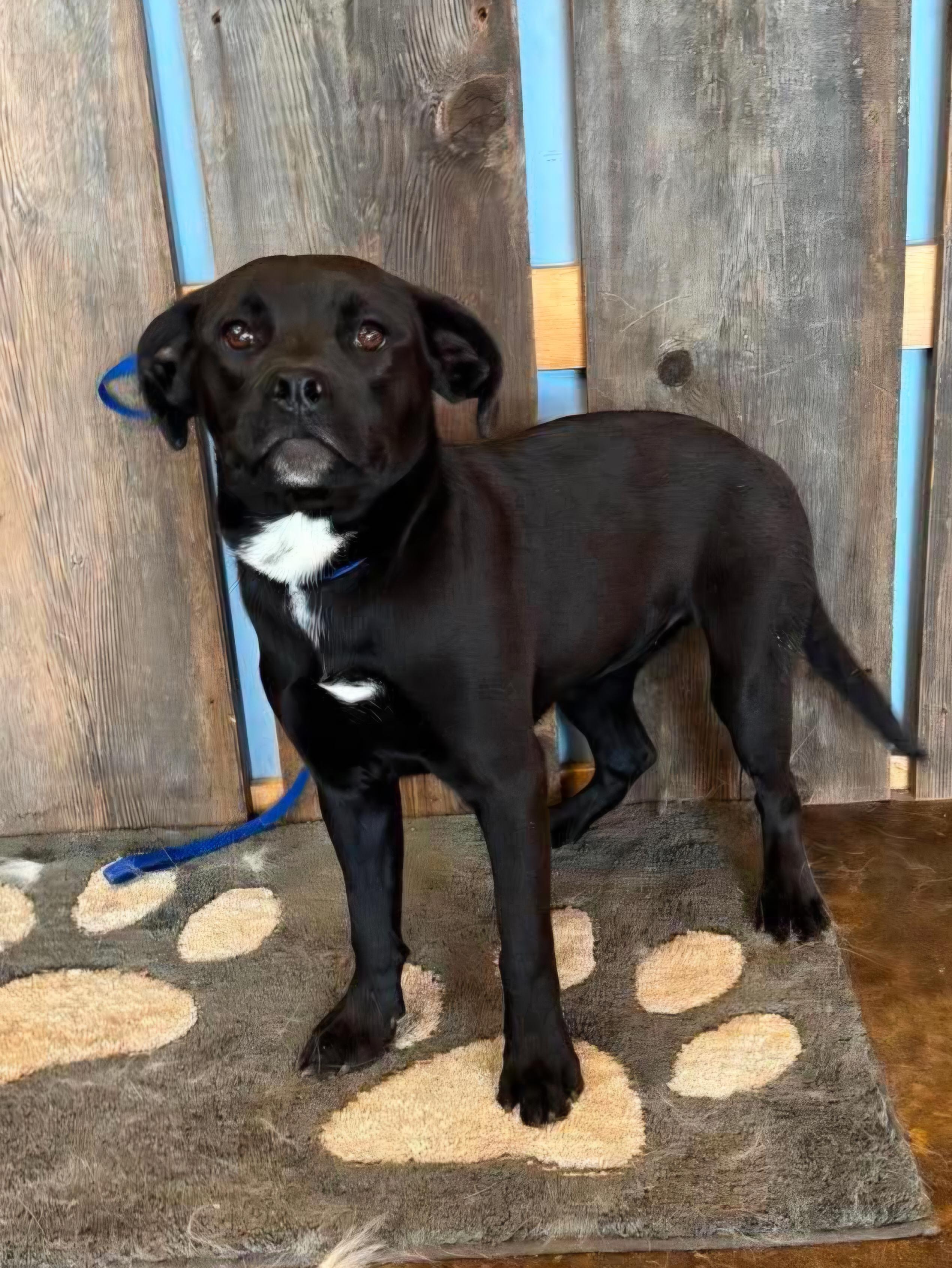 WILLOW 425, an adoptable mixed breed in Milwaukee, WI image 2/5