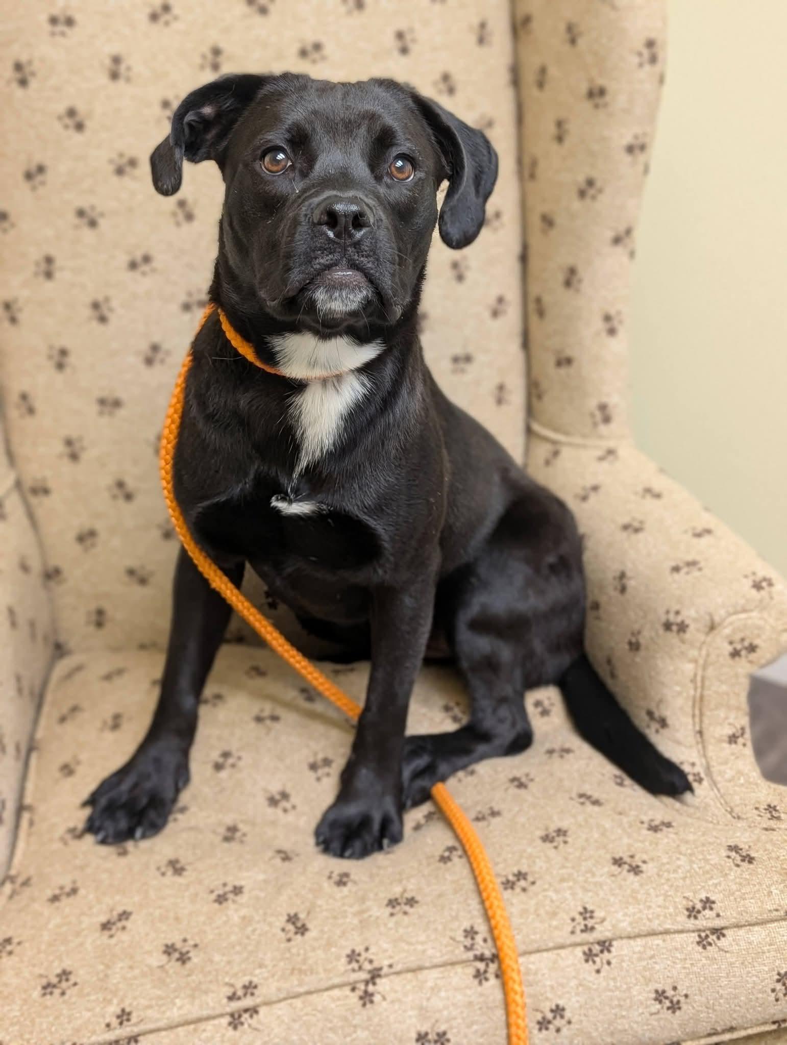 WILLOW 425, Adoptable, Young Female Boston Terrier.