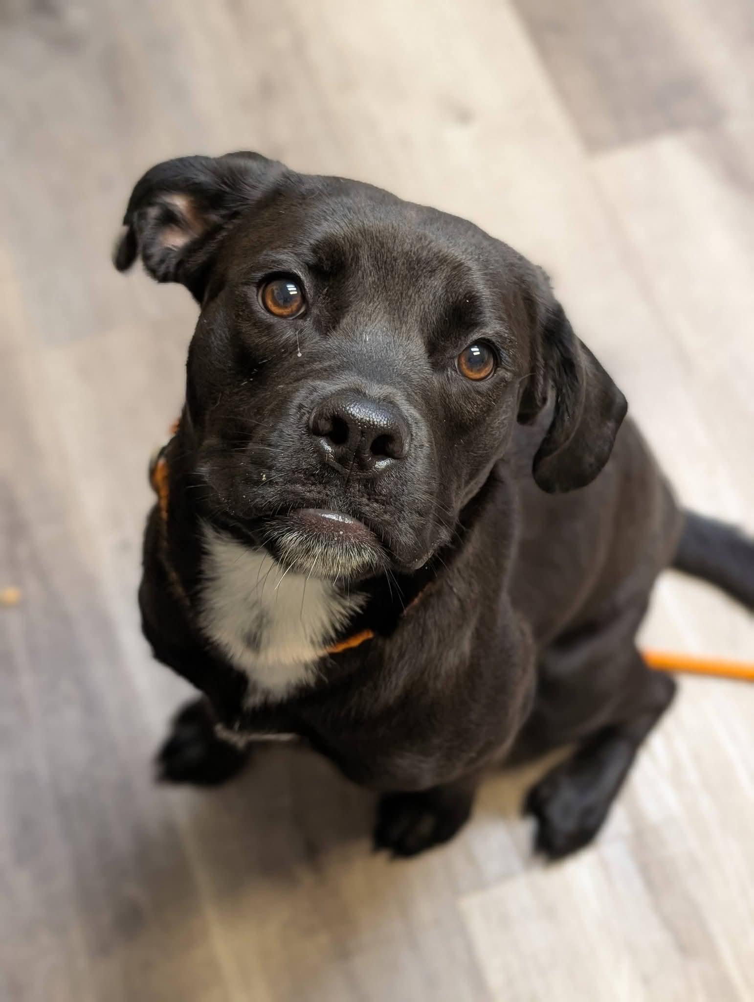 Enlarge WILLOW 425, a Adoptable mixed breed in Milwaukee, WI image 4/6