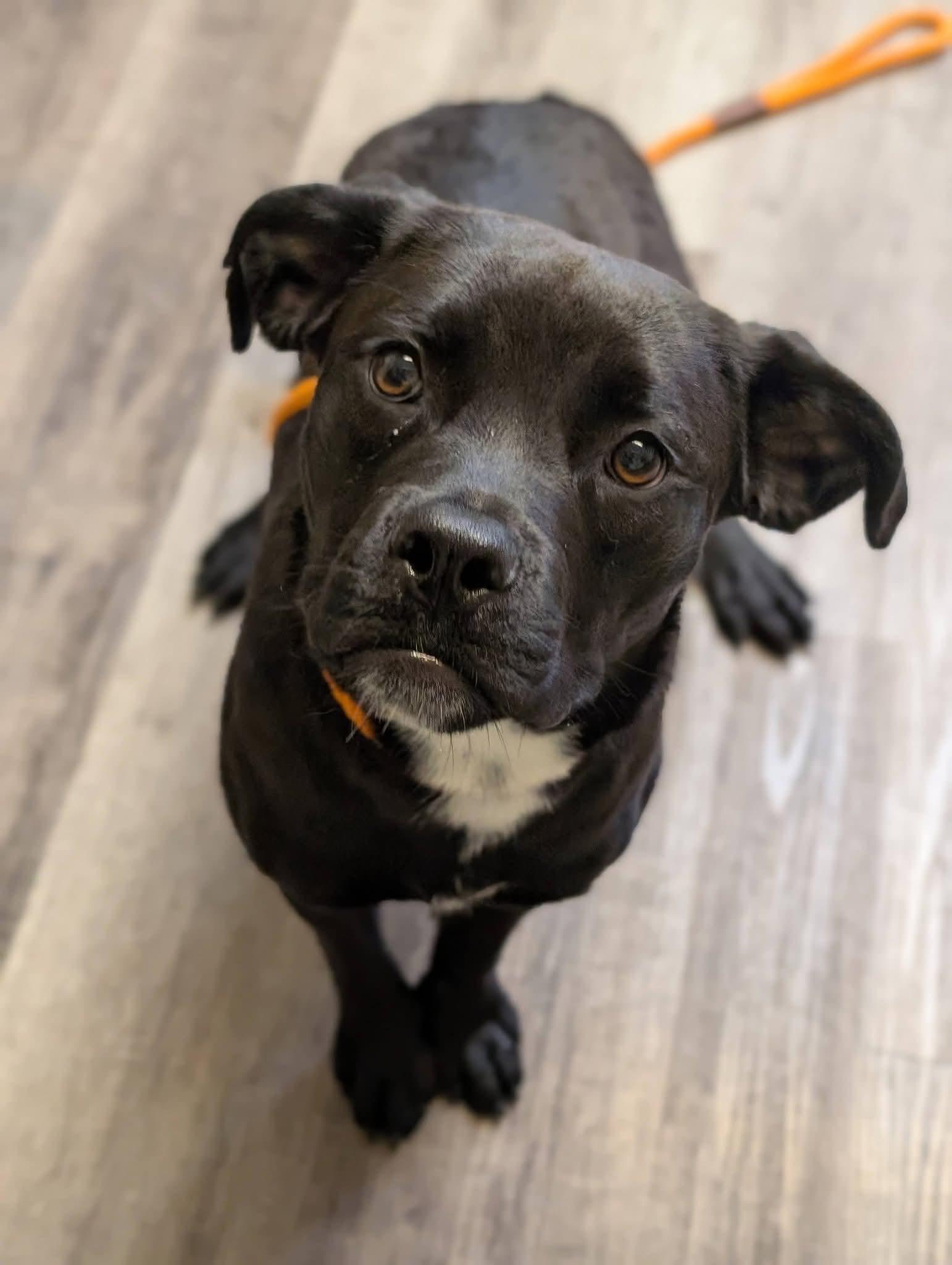Enlarge WILLOW 425, a Adoptable mixed breed in Milwaukee, WI image 6/6