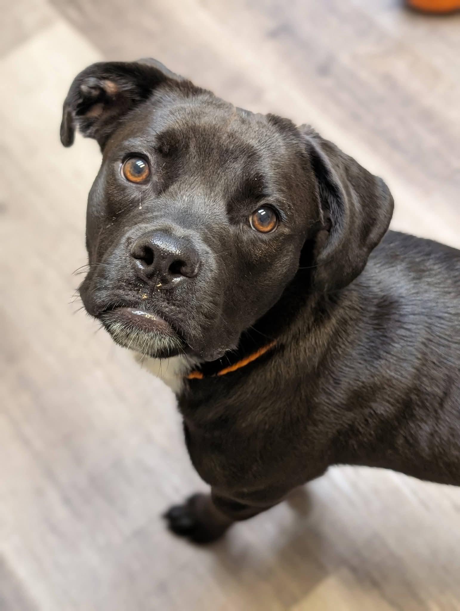 Enlarge WILLOW 425, a Adoptable mixed breed in Milwaukee, WI image 2/6