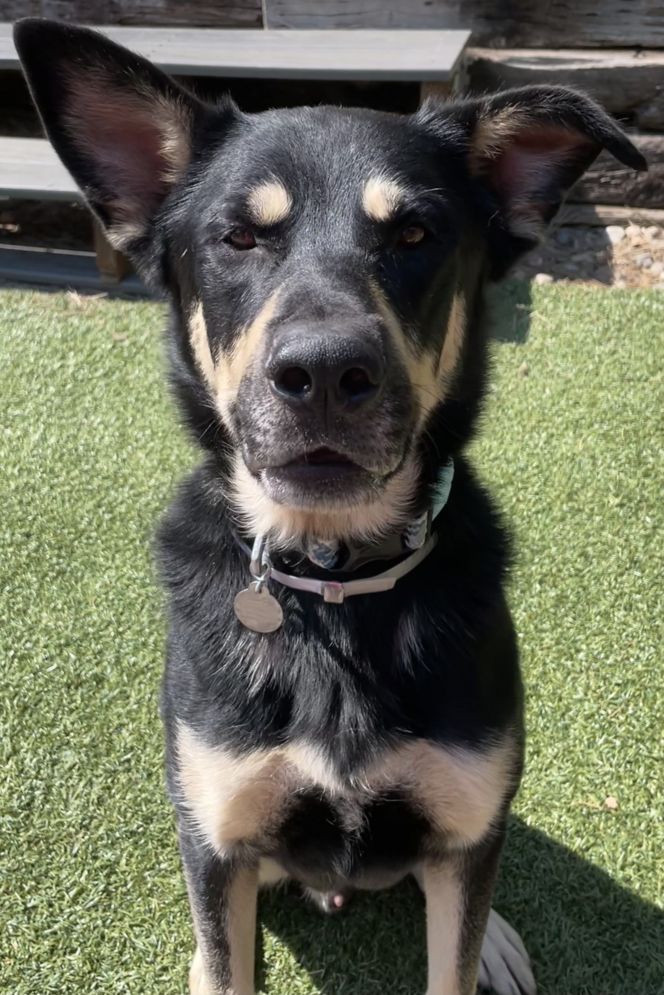 Gomez, Adoptable, Adult Male German Shepherd Dog.