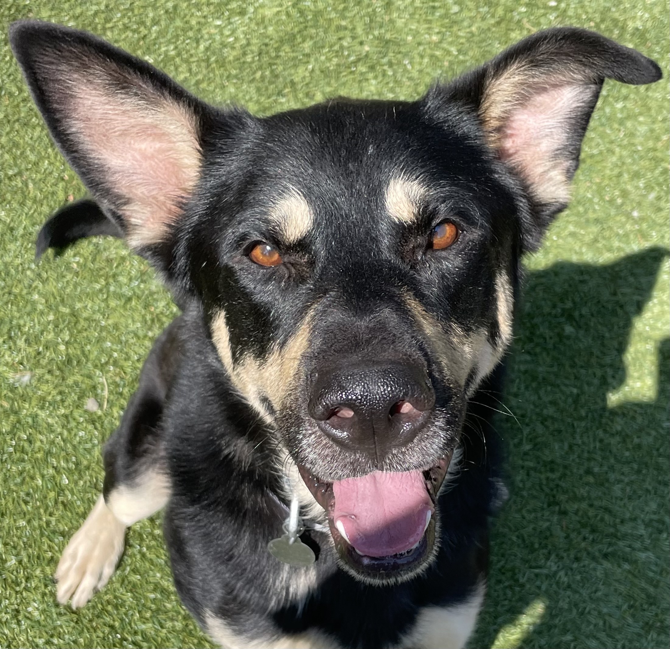 Gomez, a Adoptable German Shepherd Dog in Littleton, CO image 2/5