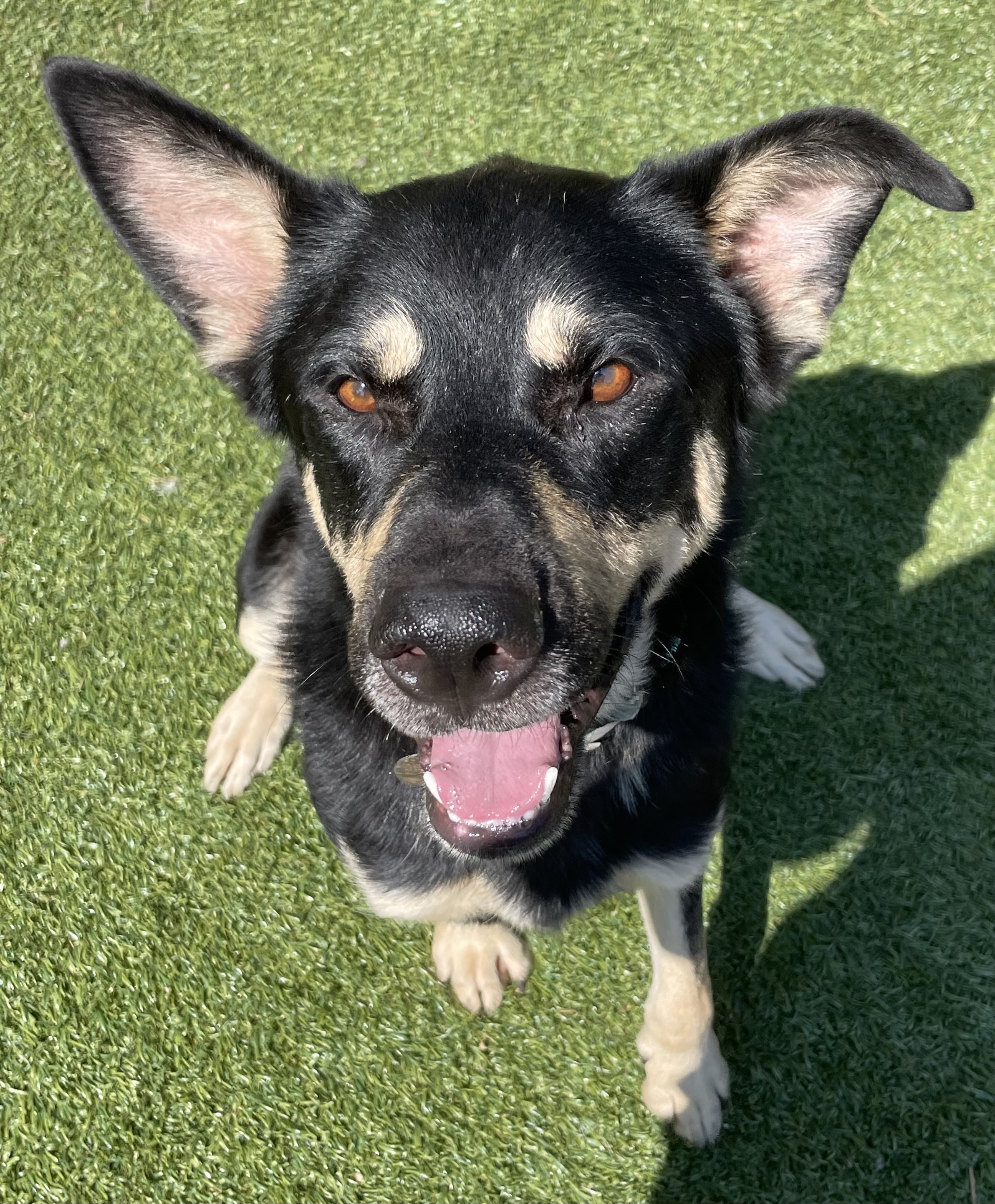 Gomez, an adoptable German Shepherd Dog in Littleton, CO, 80127 | Photo Image 3