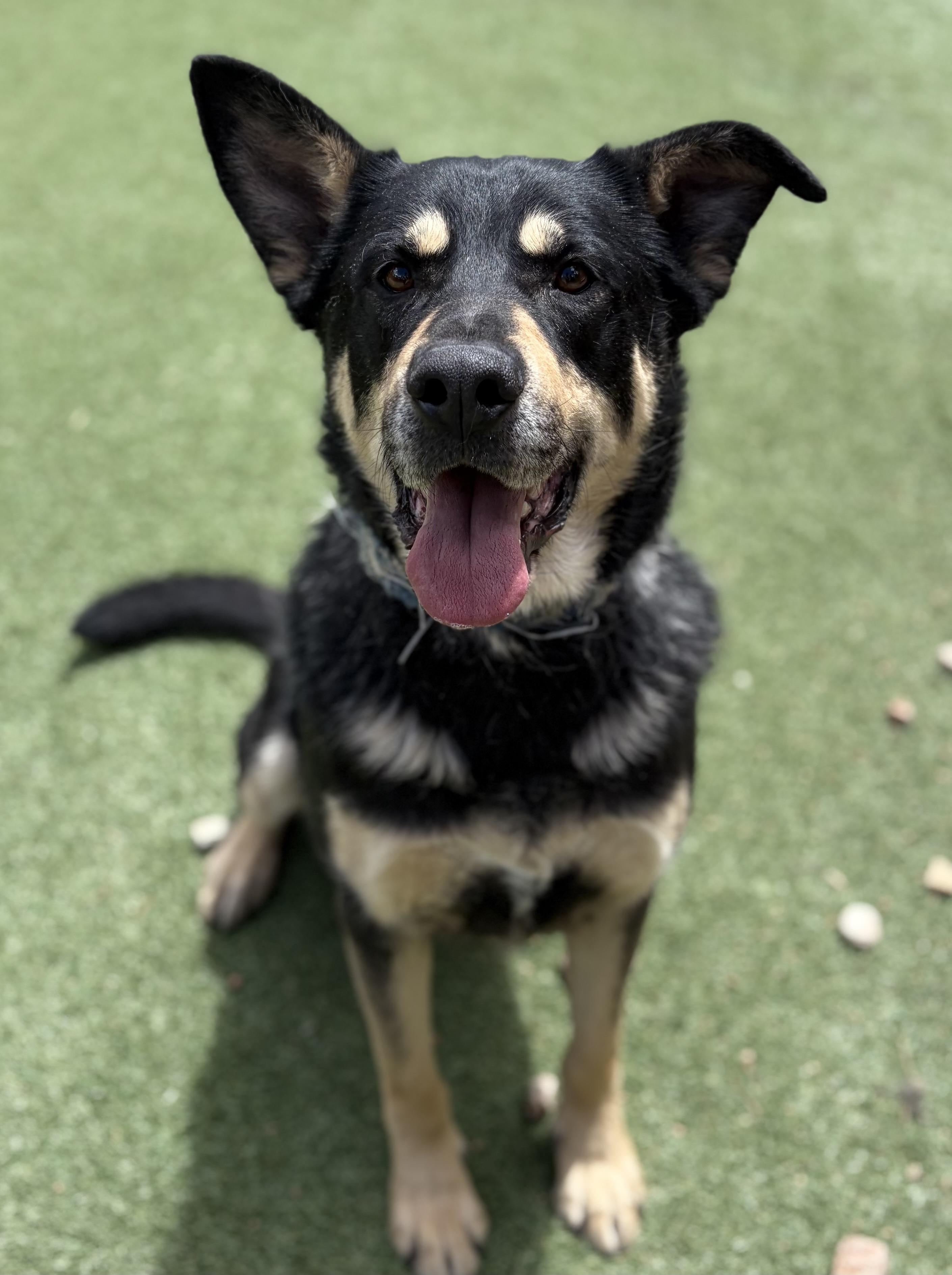 Gomez, a Adoptable German Shepherd Dog in Littleton, CO image 6/6