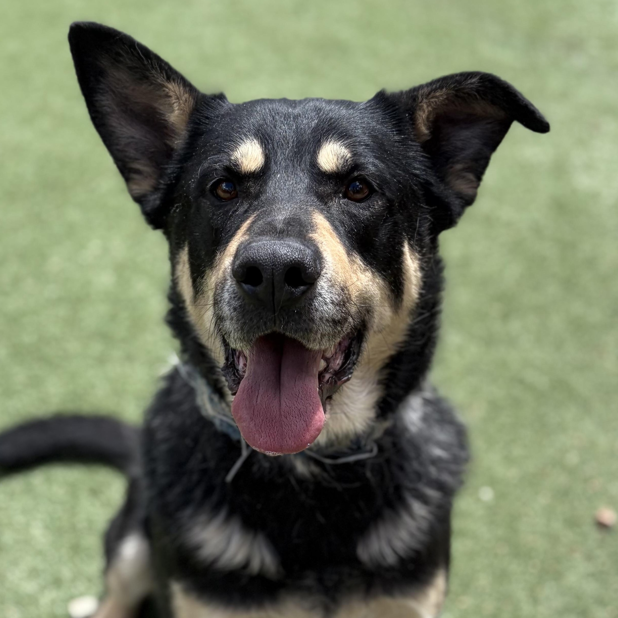 Gomez, Adoptable, Adult Male German Shepherd Dog.