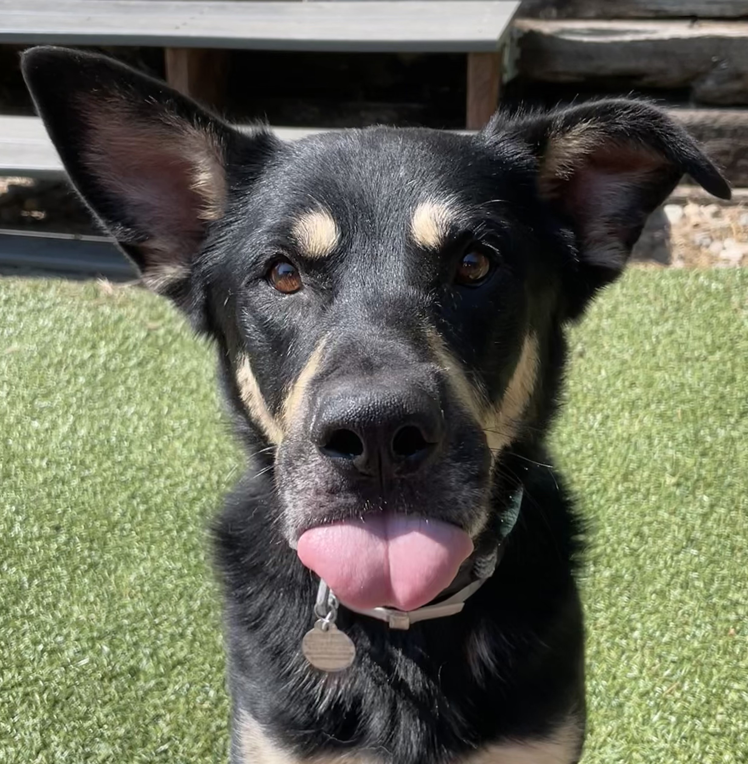 Gomez, a Adoptable German Shepherd Dog in Littleton, CO image 5/5