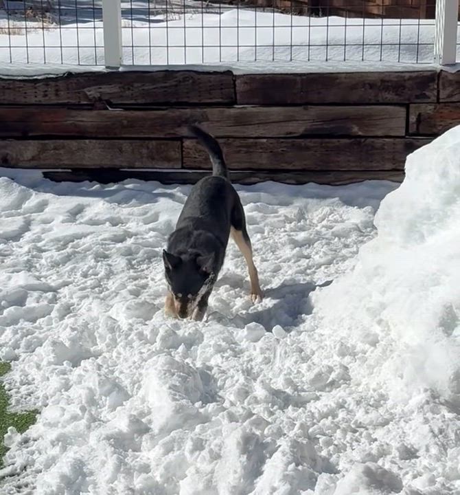 Enlarge Gomez, a Adoptable German Shepherd Dog in Littleton, CO video 3/5