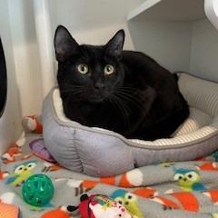 Enlarge Bagheera, a Adoptable Domestic Short Hair in Buellton, CA image 1/2