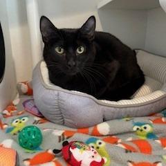 Enlarge Bagheera, a Adoptable Domestic Short Hair in Buellton, CA image 2/2