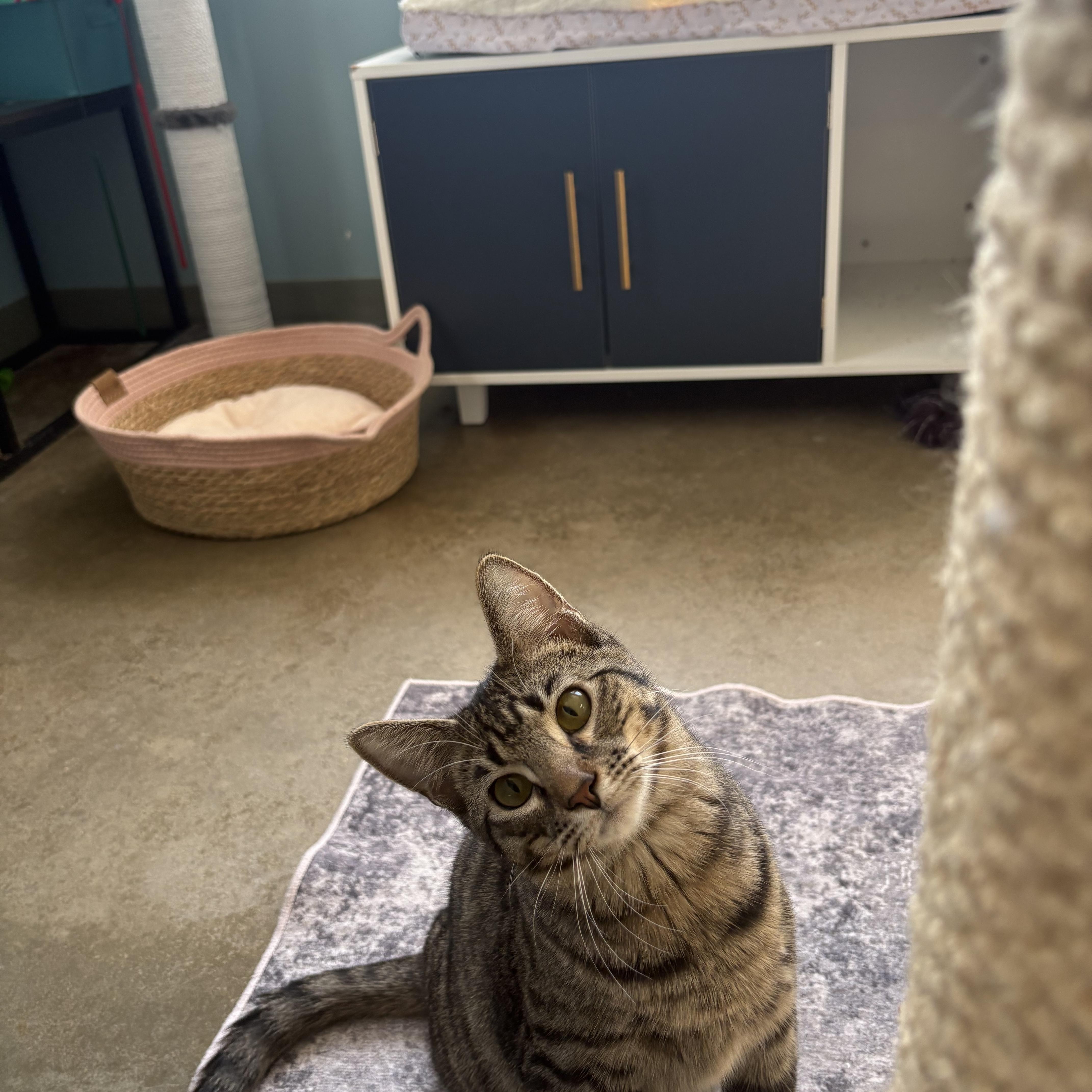 Enlarge Jack, an adopted Domestic Short Hair in Godfrey, IL image 1/1