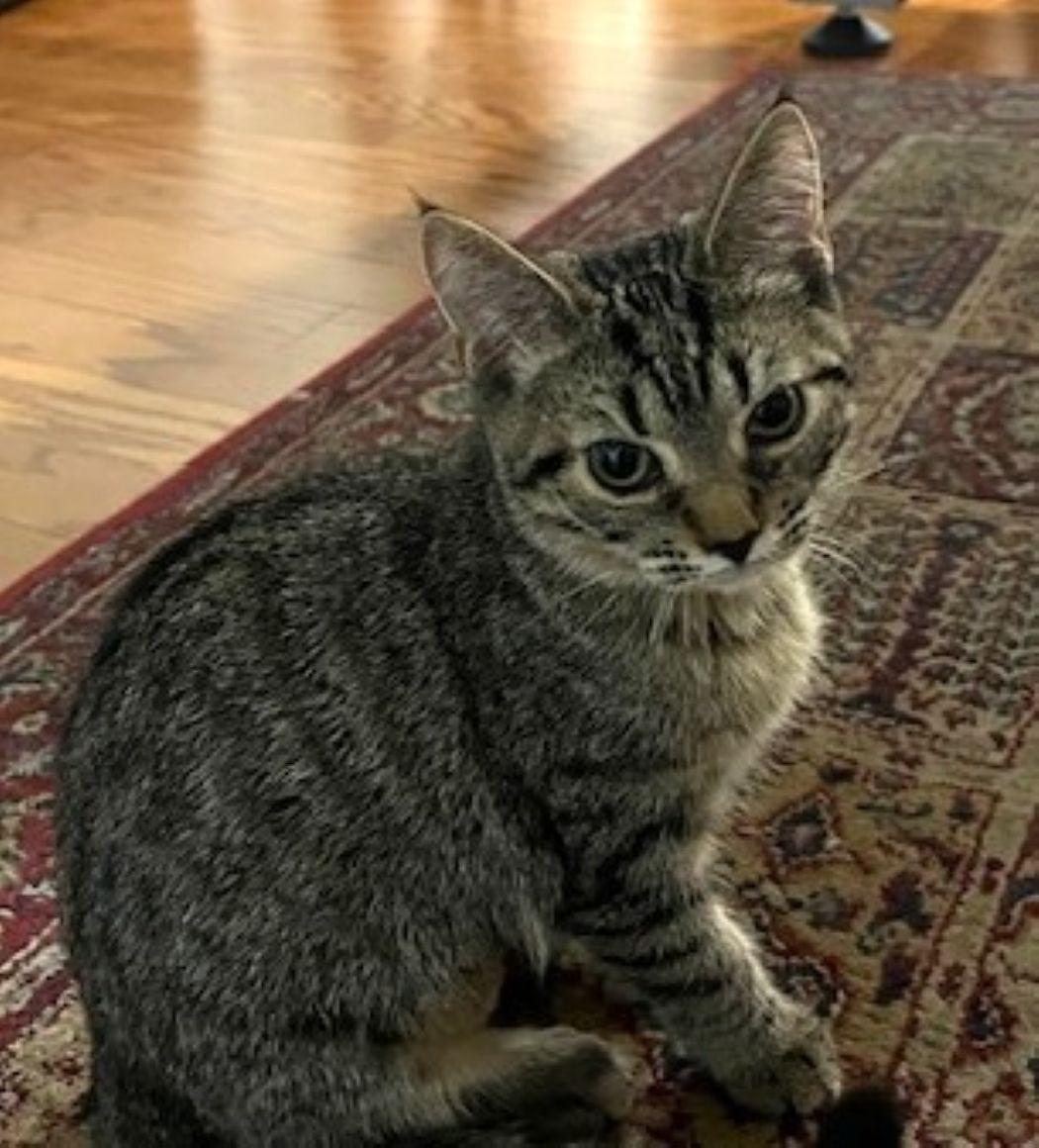 Gabby, a Adoptable Tabby in Savannah, GA image 2/3