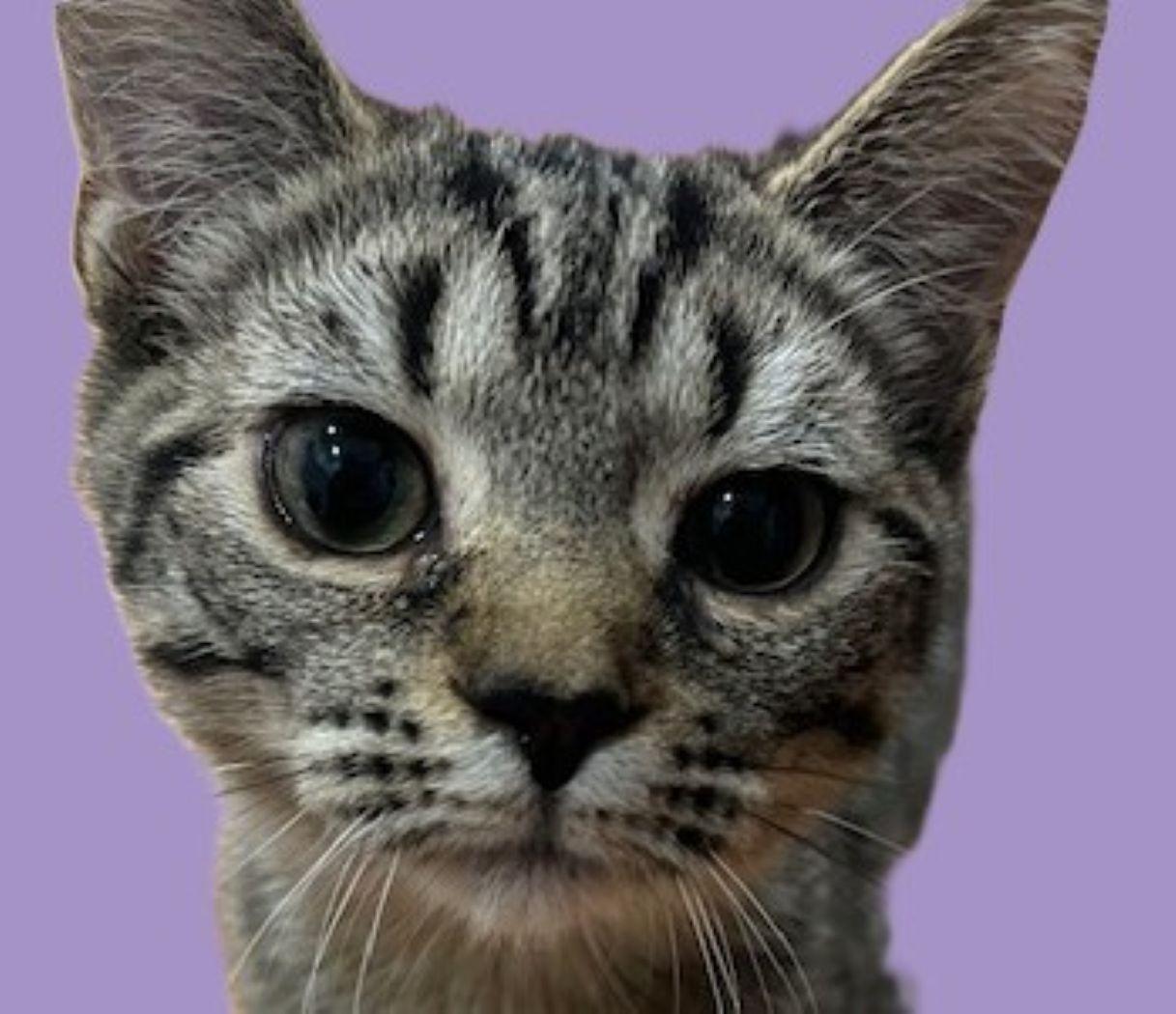 Gabby, Adoptable, Kitten Female Tabby.