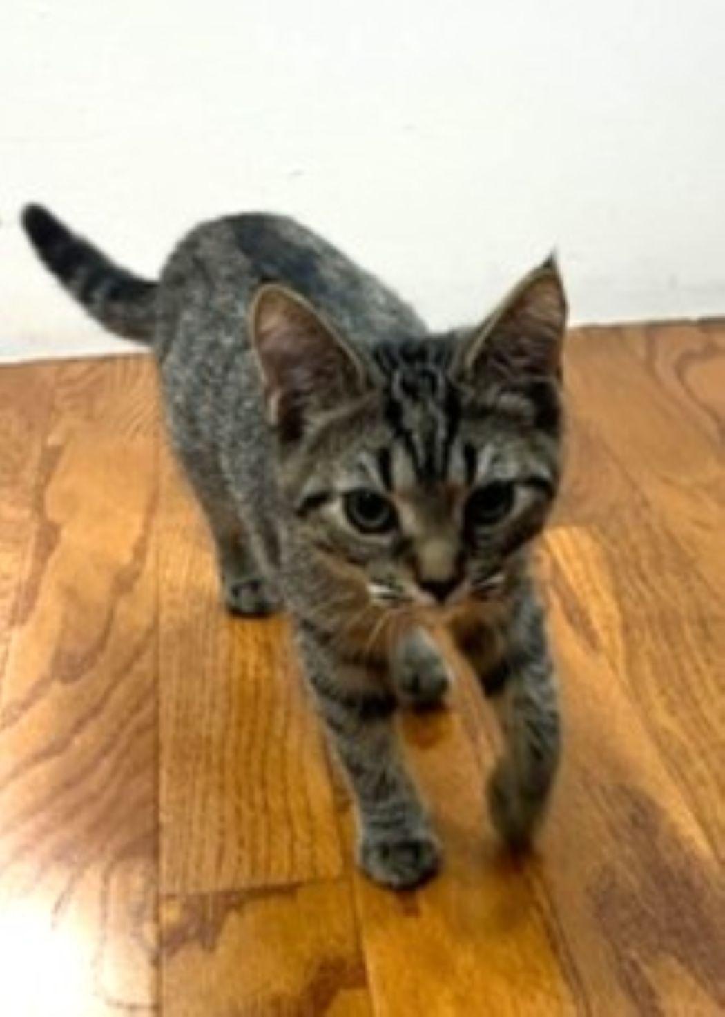 Gabby, a Adoptable Tabby in Savannah, GA image 3/3