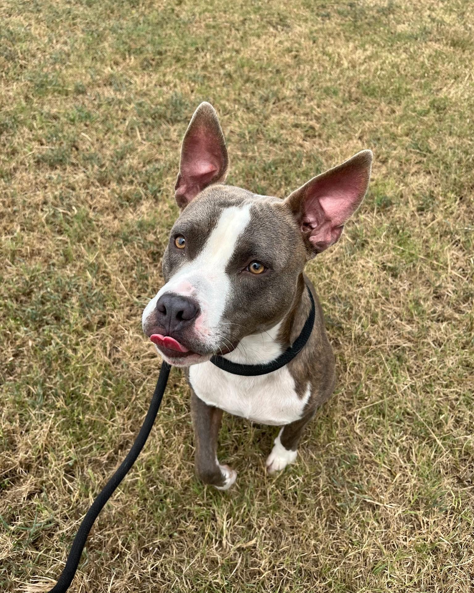 Diesel