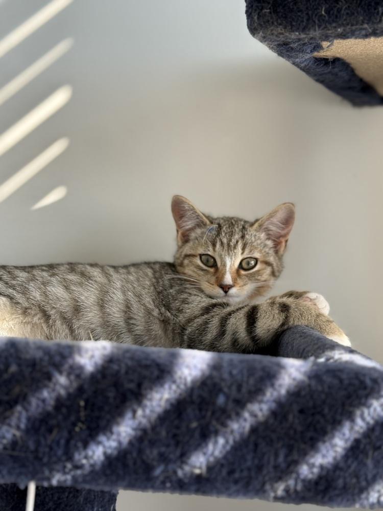 Boots, Adoptable, Kitten Female Domestic Short Hair.