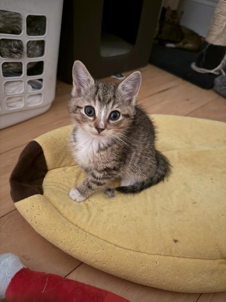 Enlarge Boots, a Adoptable Domestic Short Hair in Springdale, PA image 2/3