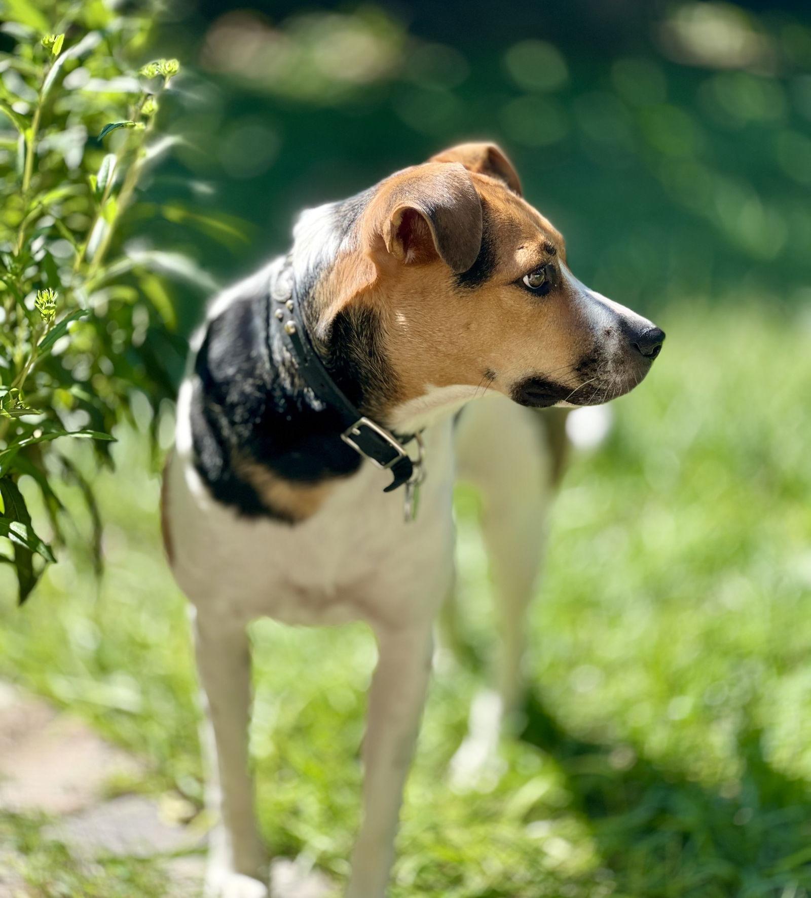 Lucky Dog, Adoptable, Adult Female Mixed Breed.