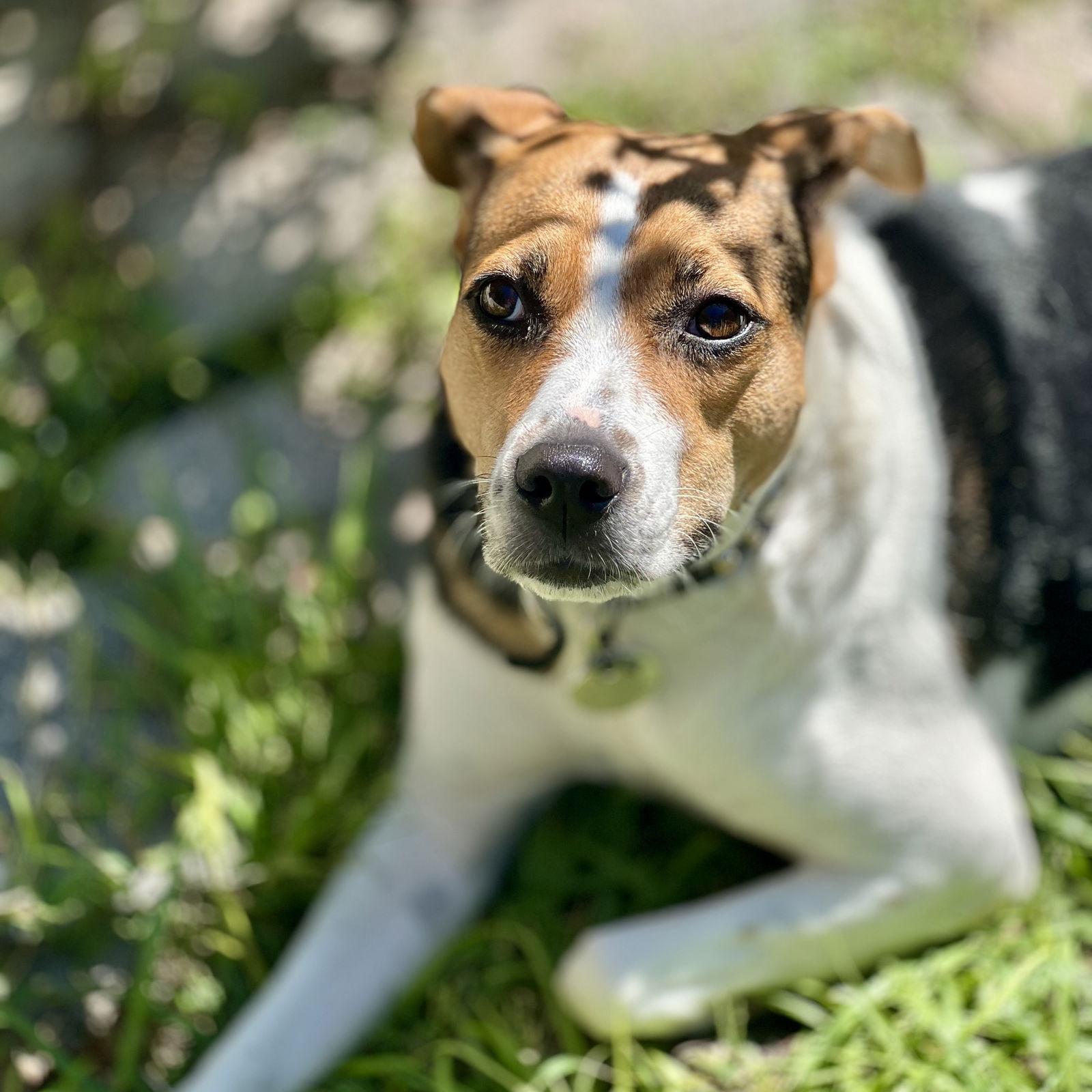 Lucky Dog, a Adoptable Mixed Breed in Gainesville, FL image 2/3