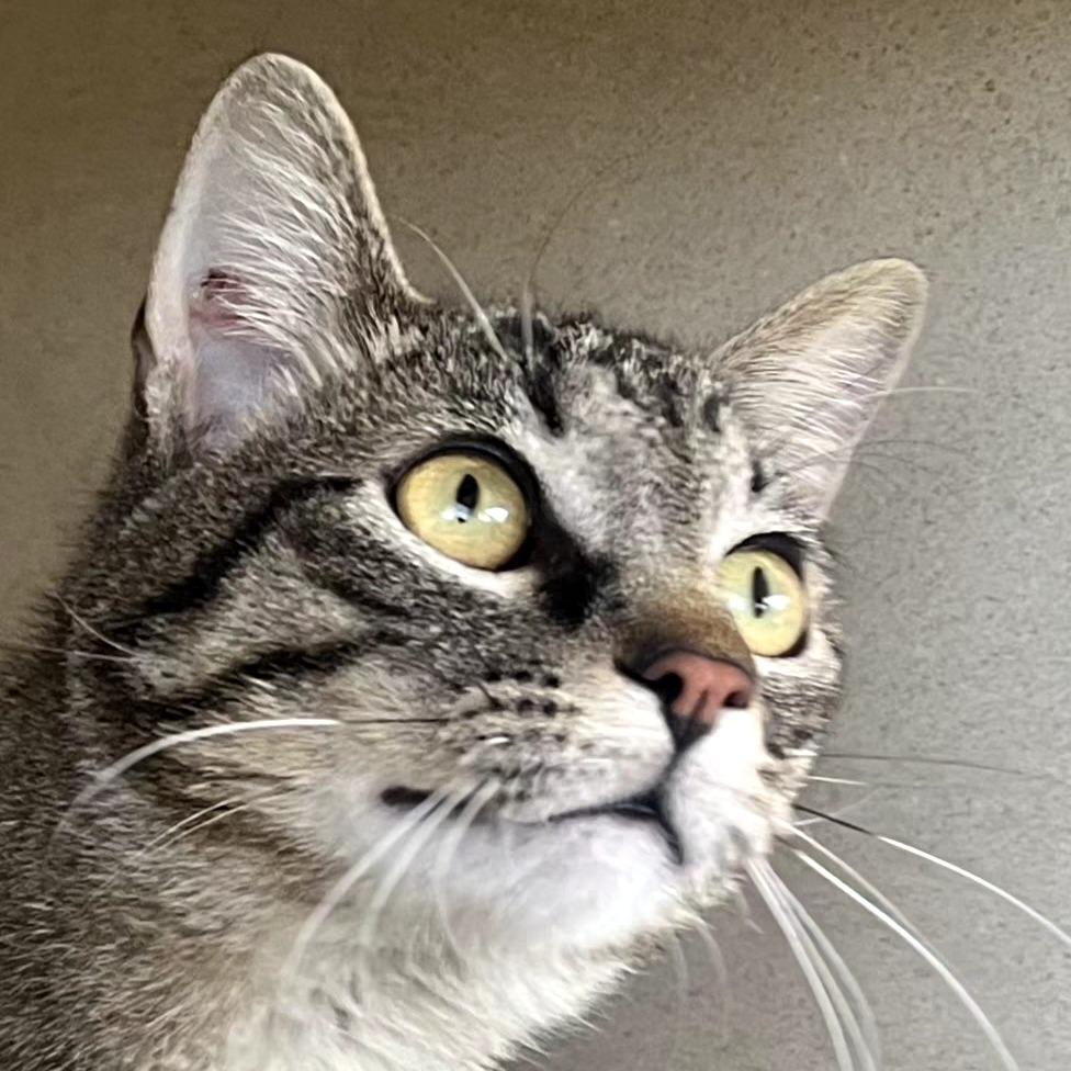 Herbert, Adoptable, Young Male Domestic Short Hair.