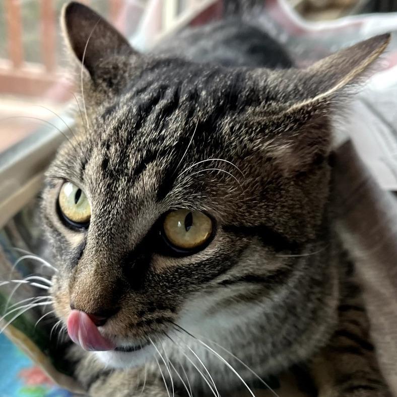 Enlarge Herbert, a Adoptable Domestic Short Hair in Warrensburg, MO image 2/4