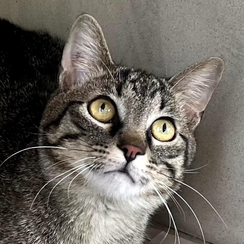 Enlarge Herbert, a Adoptable Domestic Short Hair in Warrensburg, MO image 3/4